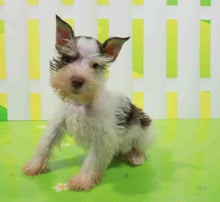 Load image into Gallery viewer, Tristan