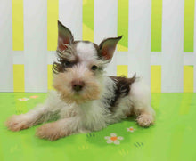 Load image into Gallery viewer, Tristan