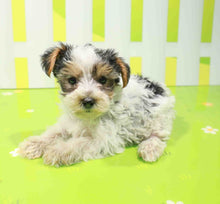 Load image into Gallery viewer, Bella