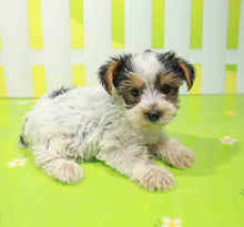 Load image into Gallery viewer, Bella