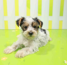 Load image into Gallery viewer, Bella