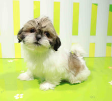 Load image into Gallery viewer, Buddy