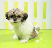 Load image into Gallery viewer, Buddy