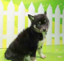 Load image into Gallery viewer, Molly