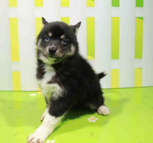 Load image into Gallery viewer, Molly