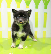 Load image into Gallery viewer, Molly