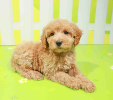 Load image into Gallery viewer, Abby