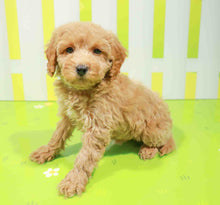 Load image into Gallery viewer, Abby