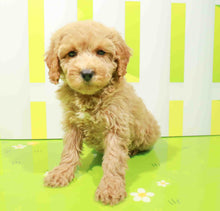 Load image into Gallery viewer, Abby