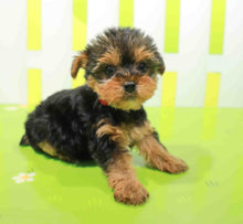 Load image into Gallery viewer, Shobi