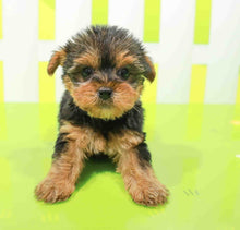 Load image into Gallery viewer, Shobi