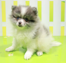 Load image into Gallery viewer, Shawn