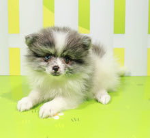 Load image into Gallery viewer, Shawn