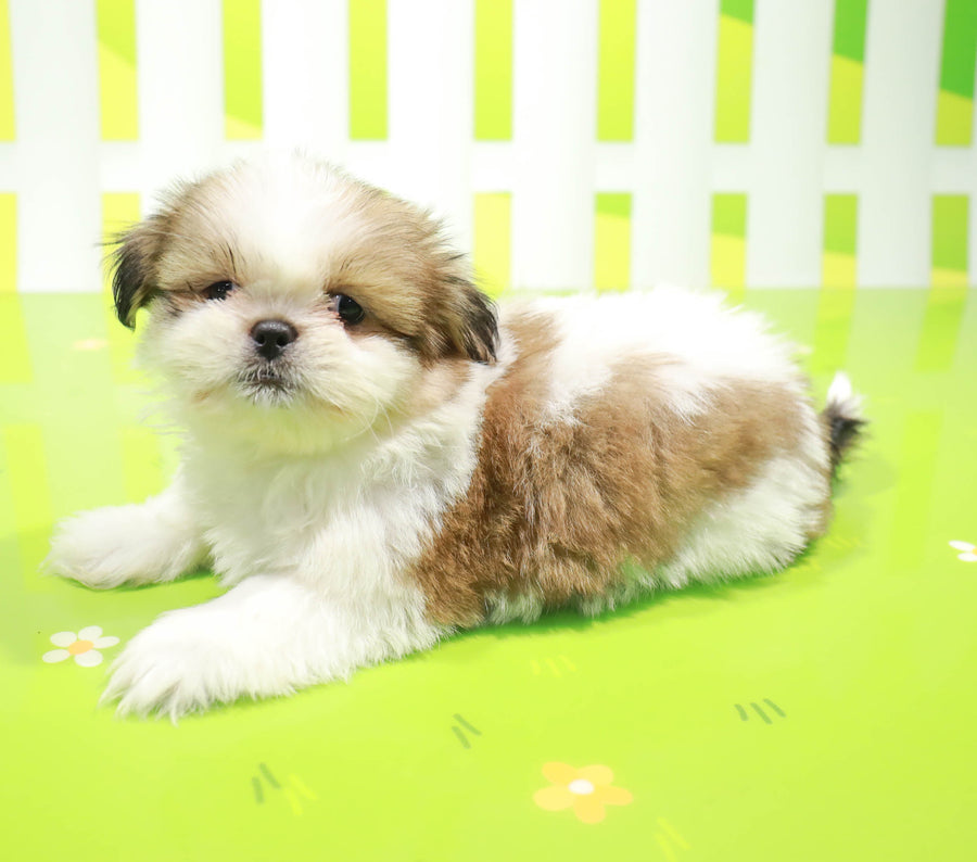 Shih Tzu Puppie