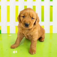 Load image into Gallery viewer, Lily