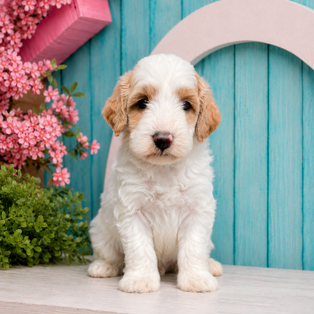 Kobe, Mini Goldendoodle puppy for sale at World Famous Puppies