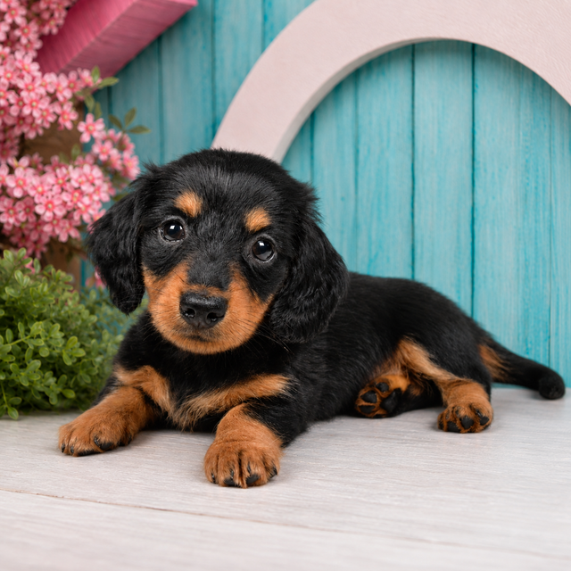 Howard, Miniature Dachshund puppy for sale at World Famous Puppies