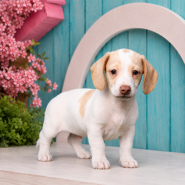 Jackson, Miniature Dachshund puppy for sale at World Famous Puppies