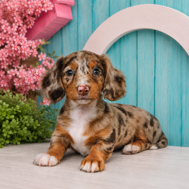 Kya, Miniature Dachshund puppy for sale at World Famous Puppies
