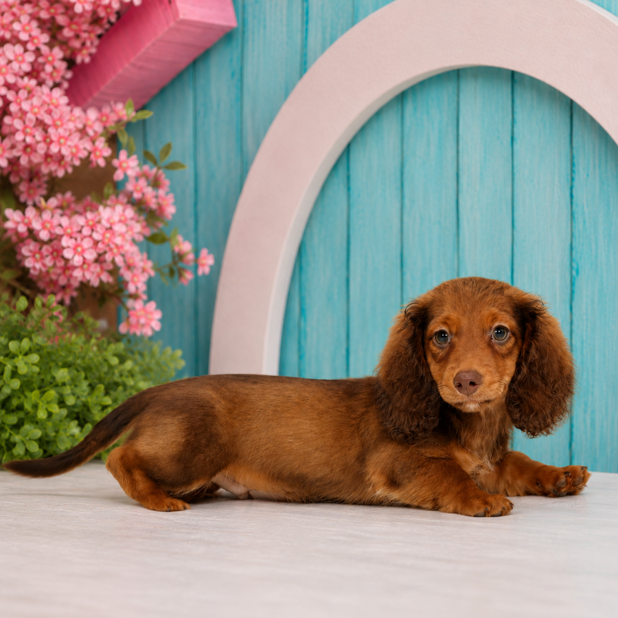Nemehiah, Miniature Dachshund puppy for sale at World Famous Puppies