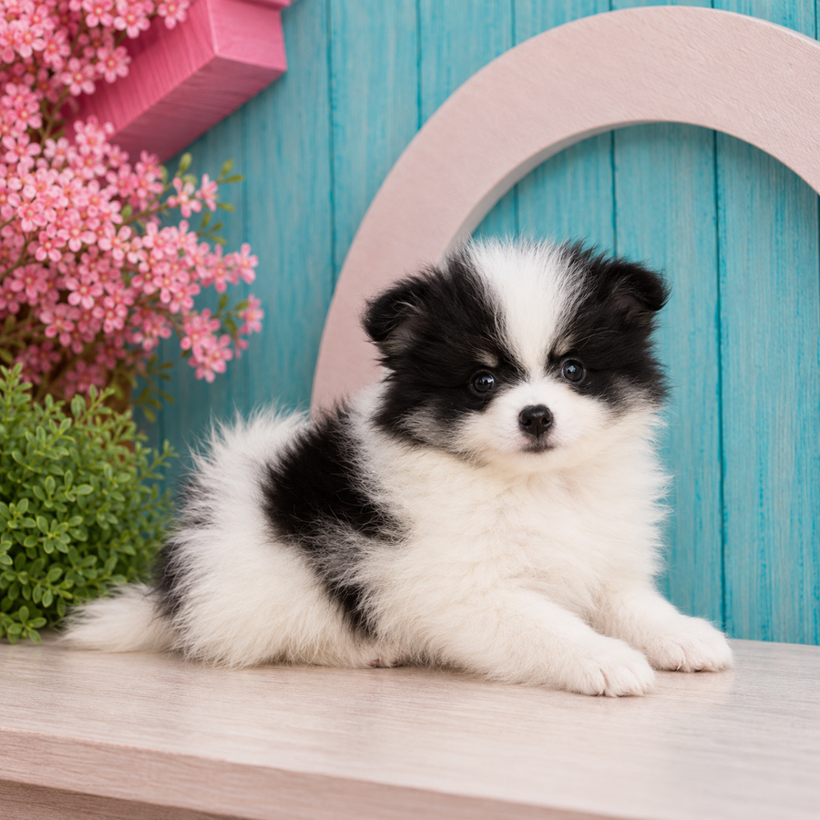 Jet, Pomeranian puppy for sale at World Famous Puppies