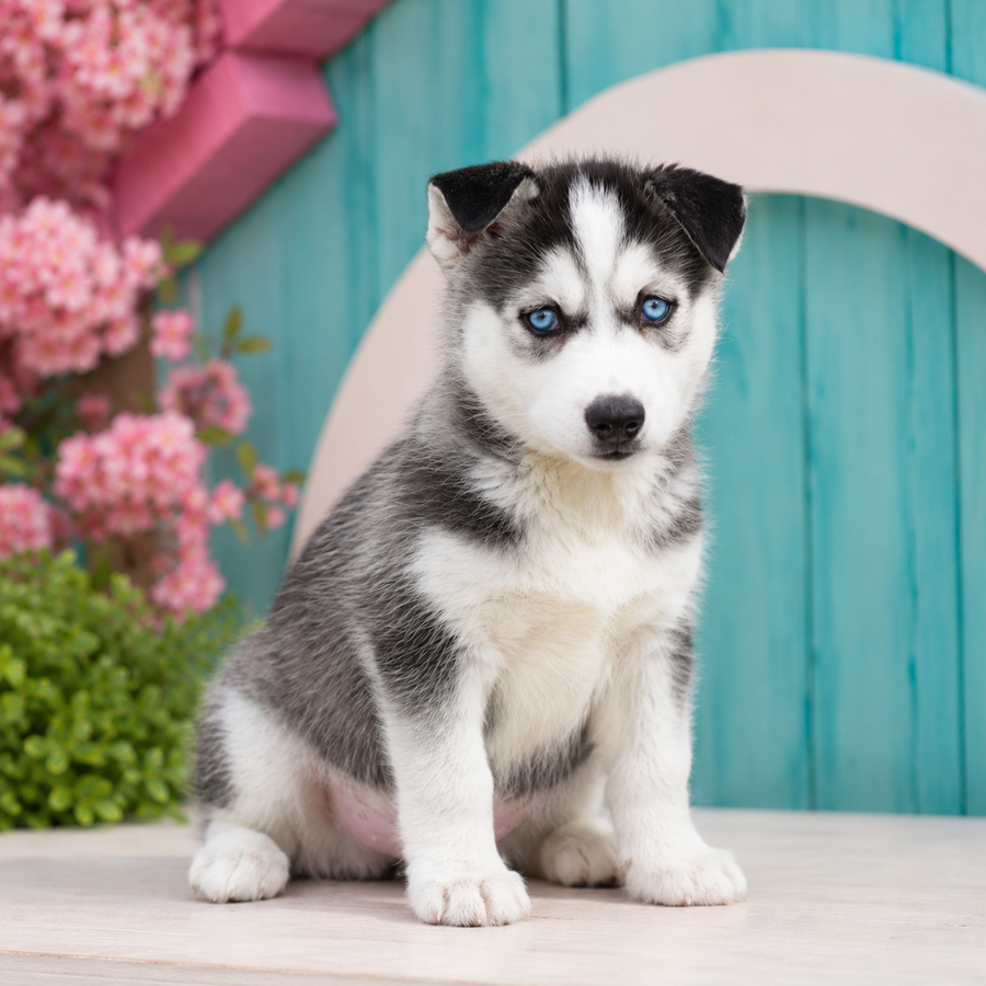 Grizz, Siberian Husky puppy for sale at World Famous Puppies