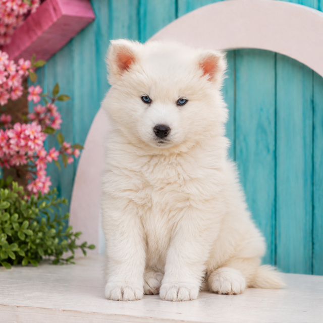 Snowball, Siberian Husky puppy for sale at World Famous Puppies