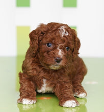 Load image into Gallery viewer, Zoe