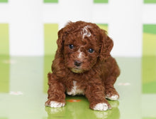 Load image into Gallery viewer, Zoe