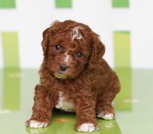 Load image into Gallery viewer, Zoe