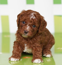 Load image into Gallery viewer, Zoe