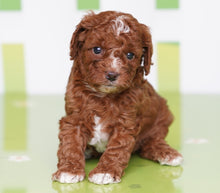 Load image into Gallery viewer, Zoe