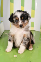 Load image into Gallery viewer, Trixie