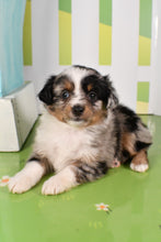 Load image into Gallery viewer, Trixie