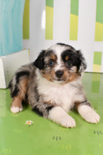 Load image into Gallery viewer, Trixie