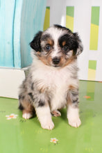 Load image into Gallery viewer, Trixie