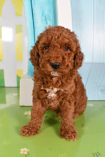 Load image into Gallery viewer, Walter