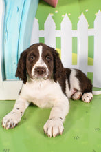 Load image into Gallery viewer, Tinker