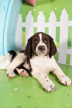 Load image into Gallery viewer, Tinker