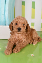 Load image into Gallery viewer, Spike