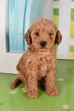 Load image into Gallery viewer, Spike