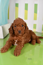 Load image into Gallery viewer, Snicker