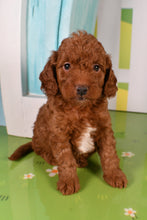 Load image into Gallery viewer, Snicker