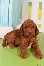 Load image into Gallery viewer, Snicker