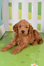 Load image into Gallery viewer, Silas