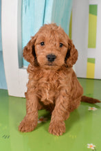 Load image into Gallery viewer, Silas