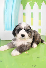 Load image into Gallery viewer, Sheldon