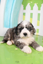 Load image into Gallery viewer, Sheldon