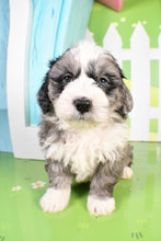 Load image into Gallery viewer, Sheldon