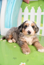 Load image into Gallery viewer, Steel